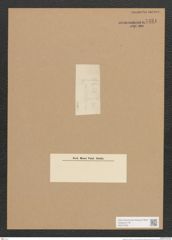 Synedra sp. (de-Toni-Nr.: Genus 66) Zeichnungen Sammlung Grunow Nr. 5434 (NHMW-BOT-W0373532)